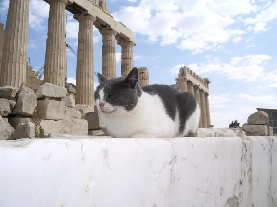 Un gato en el Partenón
